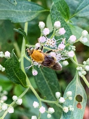 Pterallastes thoracicus