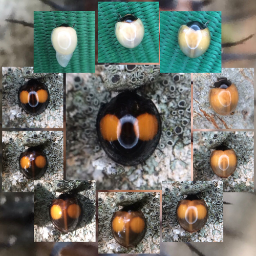 Cactus Lady Beetle photographed in Texas
