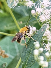 Pterallastes thoracicus