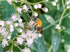 Pterallastes thoracicus