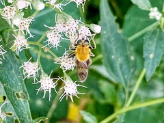 Pterallastes thoracicus