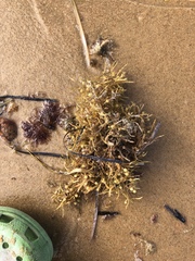Sargassum natans