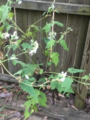 Polymnia canadensis