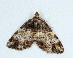 Chrysolarentia phaedra