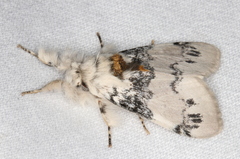 Iropoca rotundata