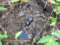 Odontotaenius
