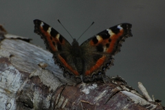 Aglais caschmirensis