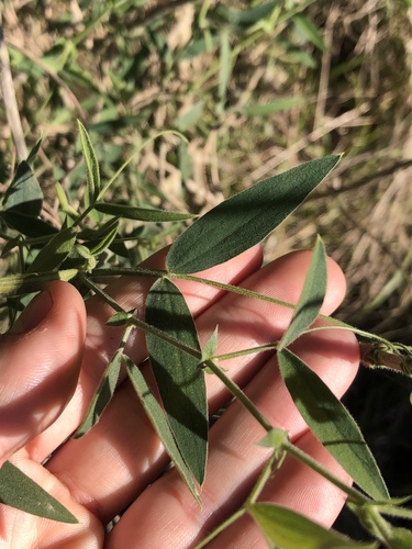 Lathyrus pubescens, photograph 4