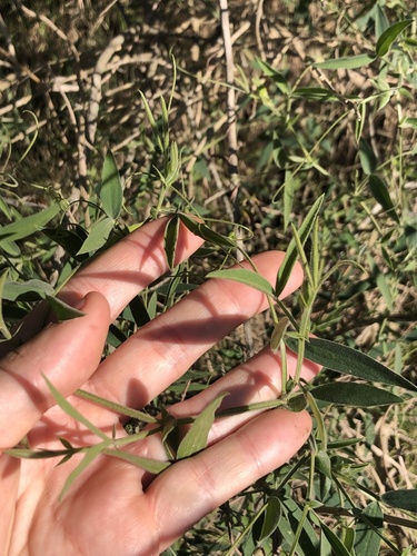Lathyrus pubescens, photograph 5