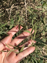 Gastón Repetto, CC BY, iNaturalist via GBIF Lathyrus pubescens, photograph Gastón Repetto, CC BY, iNaturalist via GBIF