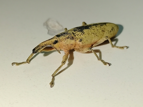 Elongated Bean Weevil, 6523 sok soyak A B:1 D:4, Mavişehir, 35550 Karşıyaka/İzmir, Türkiye, photo 5 of 10