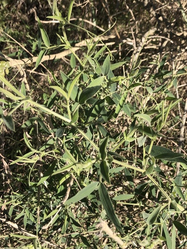 Lathyrus pubescens, photograph 6