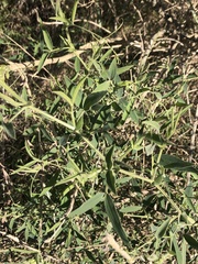 Lathyrus pubescens, photograph Gastón Repetto, CC BY, iNaturalist via GBIF