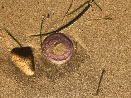 Invert-E-Base Portal - Rhacostoma atlanticum