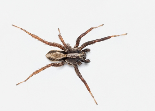Spinyrib Wolf Spider