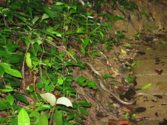 Boiga guangxiensis