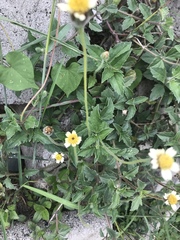 Tridax procumbens
