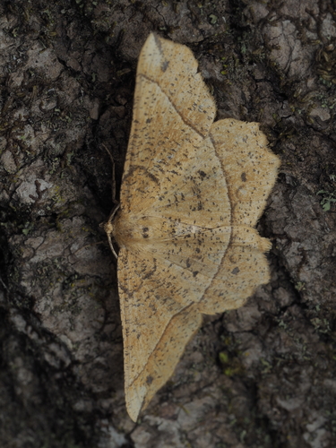 Mottled Euchlaena Moth photo 5