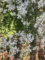 Eupatorium serotinum