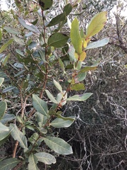 Azara uruguayensis, photograph (c) Gastón Repetto, some rights reserved (CC BY)
