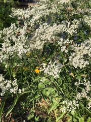 Eupatorium serotinum