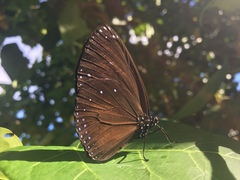 Euploea eunice