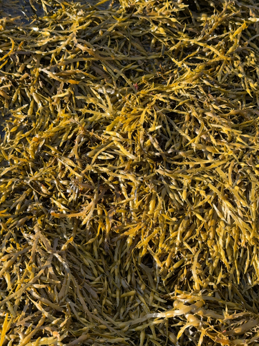 Knotted Wrack