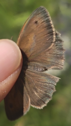 Dusky Meadow Brown