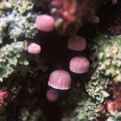 Bark Mycena