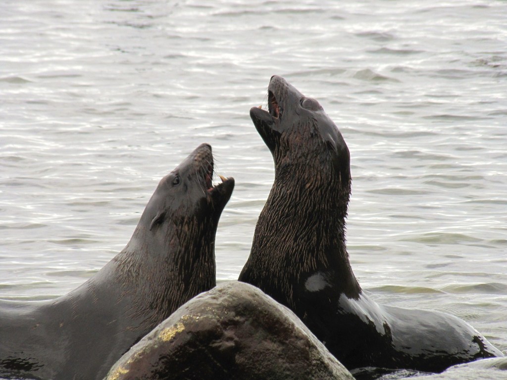 Juan Fernandez Fur Seal