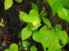 Ipomoea minutiflora