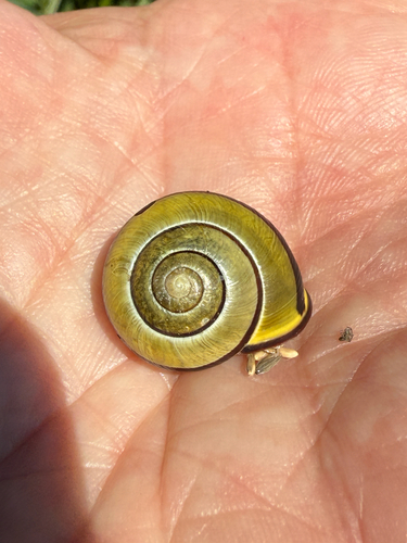 Cepaea nemoralis