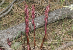 Corallorhiza maculata