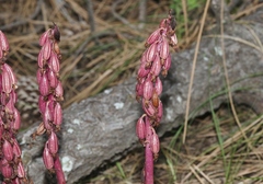 Corallorhiza maculata