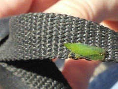 Rhynchomitra lingula
