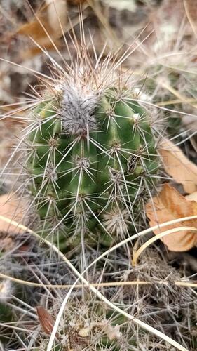 Echinocereus acifer