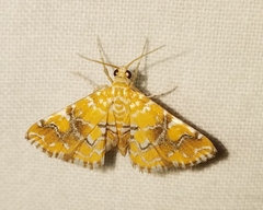 Elophila nebulosalis