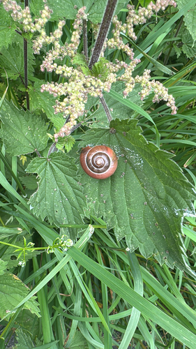 Cepaea