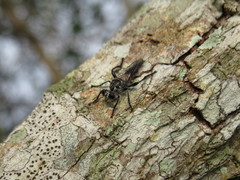 Andrenosomatini