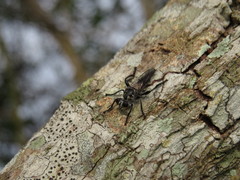 Andrenosomatini