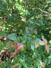 Decaspermum fruticosum