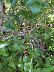 Decaspermum fruticosum