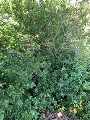 Decaspermum fruticosum