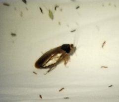 Pycnoscelus surinamensis