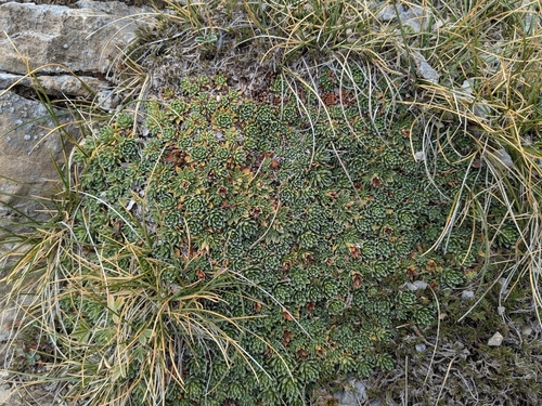 Saxifraga scardica, photograph 6