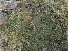 Saxifraga scardica, photograph (c) Marios Thoma, some rights reserved (CC BY)