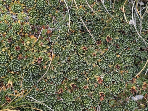 Saxifraga scardica, photograph 5