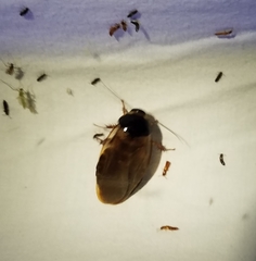 Pycnoscelus surinamensis