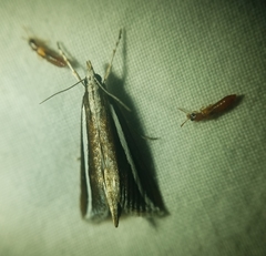 Carectocultus perstrialis