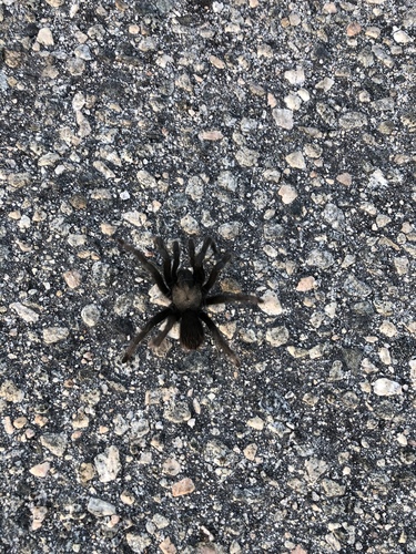 iNaturalist observation photo of California Ebony Tarantula
